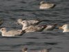 Caspian Gull at Paglesham Reach (Steve Arlow) (170473 bytes)